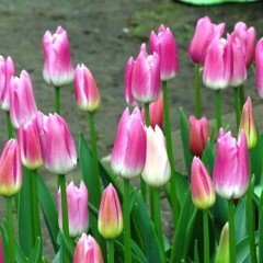 Royal Pink Ten Lale Soğanı (5 adet)