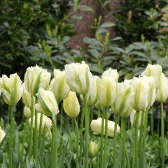 Spring Green Krem Yeşil Lale Soğanı (5 adet)