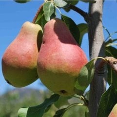 Tüplü Aşılı Erkenci Yüksek Verimli Etruşka (Etrusca) Armut Fidanı
