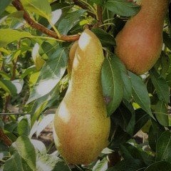 Tüplü Aşılı Bol Sulu Geçci Abete Fetel Armut Fidanı
