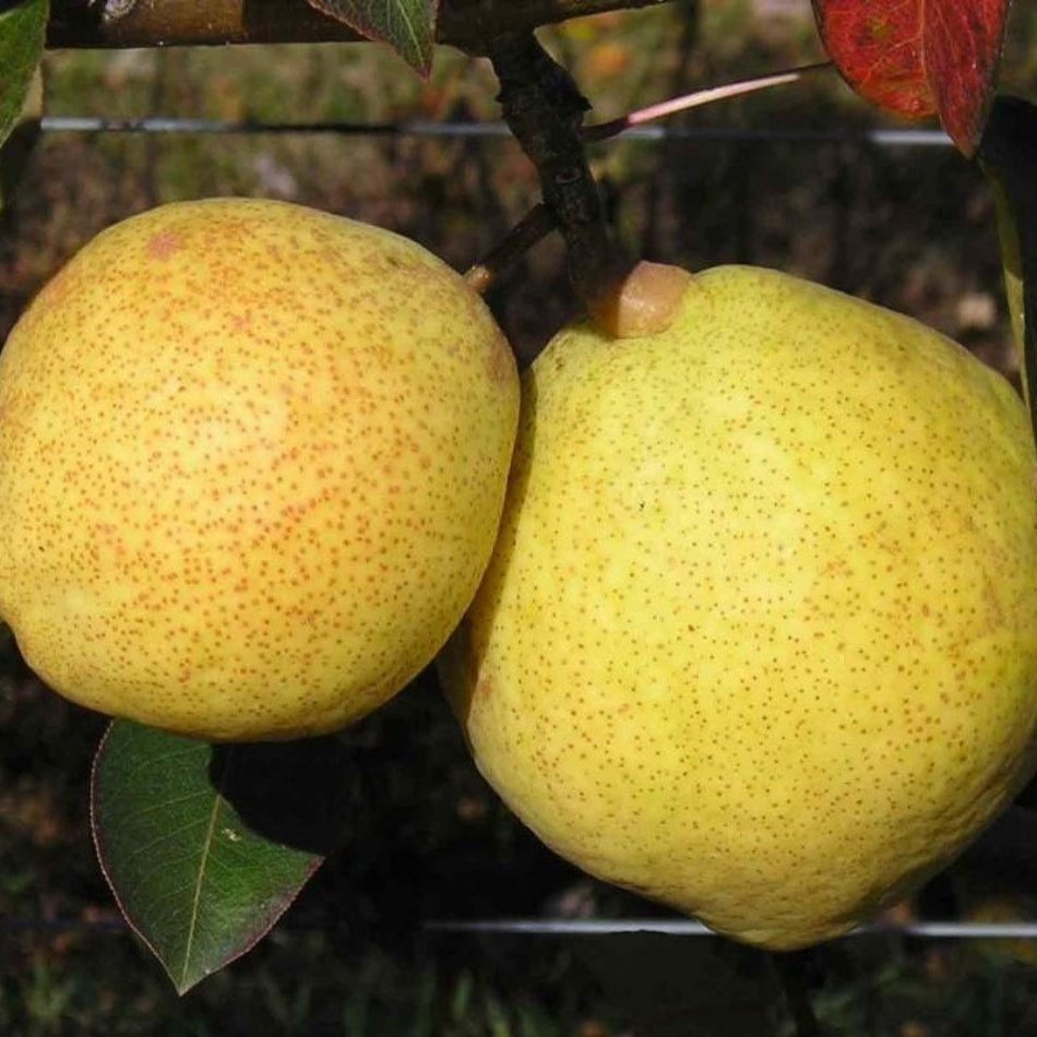 Tüplü Aşılı Verimli Aromatik Kieffer Margarit Marillat Armut Fidanı