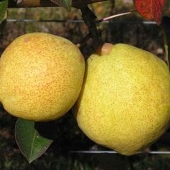 Tüplü Aşılı Verimli Aromatik Kieffer Margarit Marillat Armut Fidanı