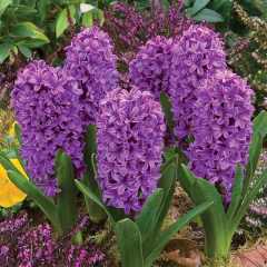 Purple Gizemli Sensation Yoğun Kokulu Sümbül Soğanı (3 adet)