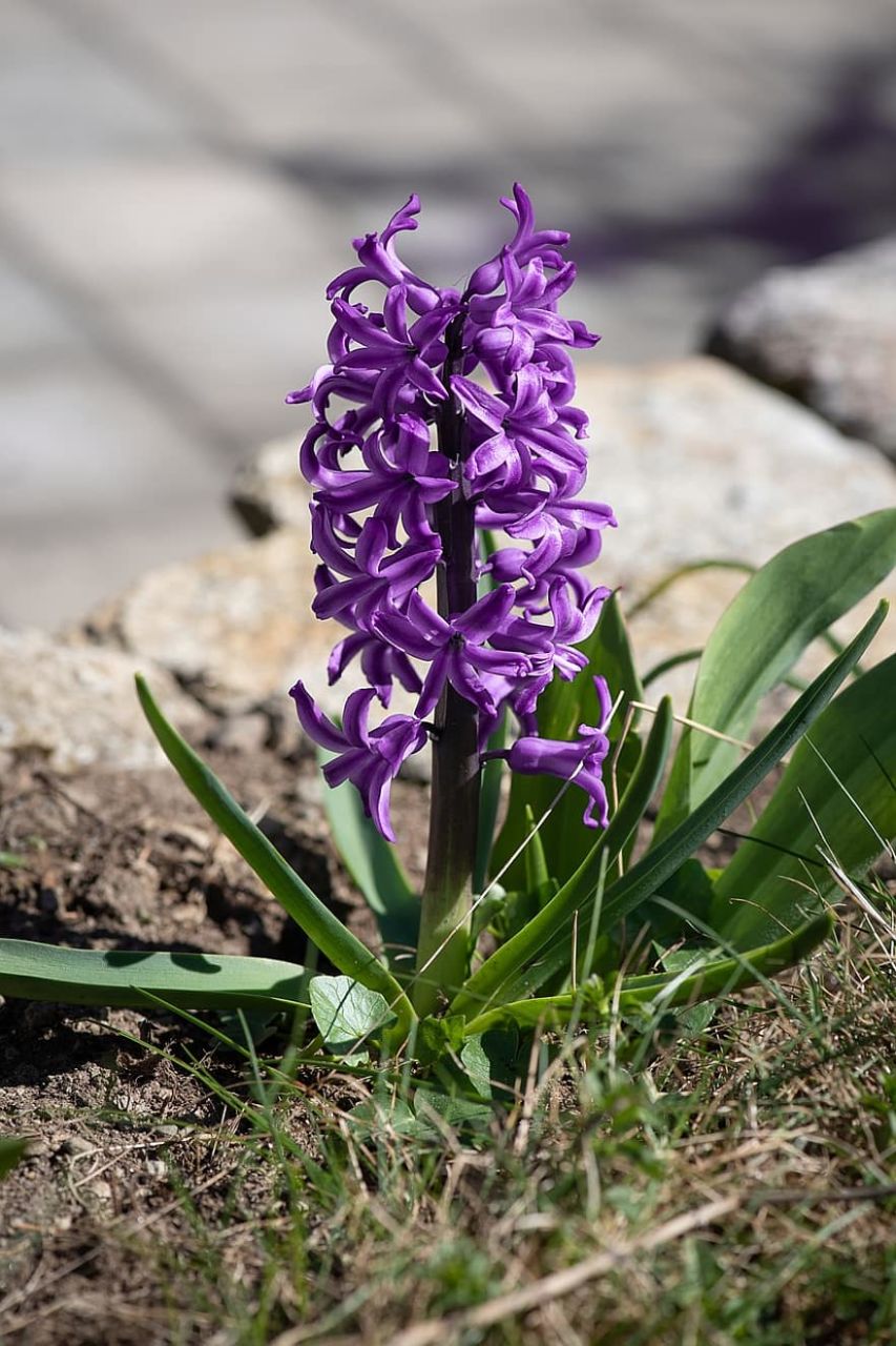 Purple Gizemli Sensation Yoğun Kokulu Sümbül Soğanı (3 adet)