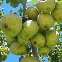 Tüplü Aşılı Geçci Sulu Verimli Ankara Armudu Armut Fidanı