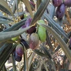 Tüplü Dayanımı Yüksek Kalamata Zeytin Fidanı