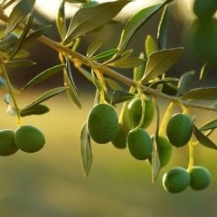Tüplü Sofralık ve Yağlık Memecik Zeytin Fidanı