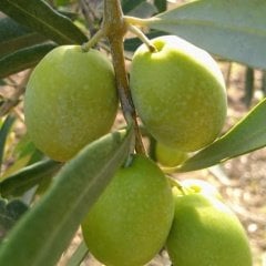 Tüplü Sofralık Büyük Boylu Domat Zeytin Fidanı