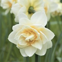 Yoğun Mis Kokulu White Lion Daffodil Nergis Soğanı (50 adet)