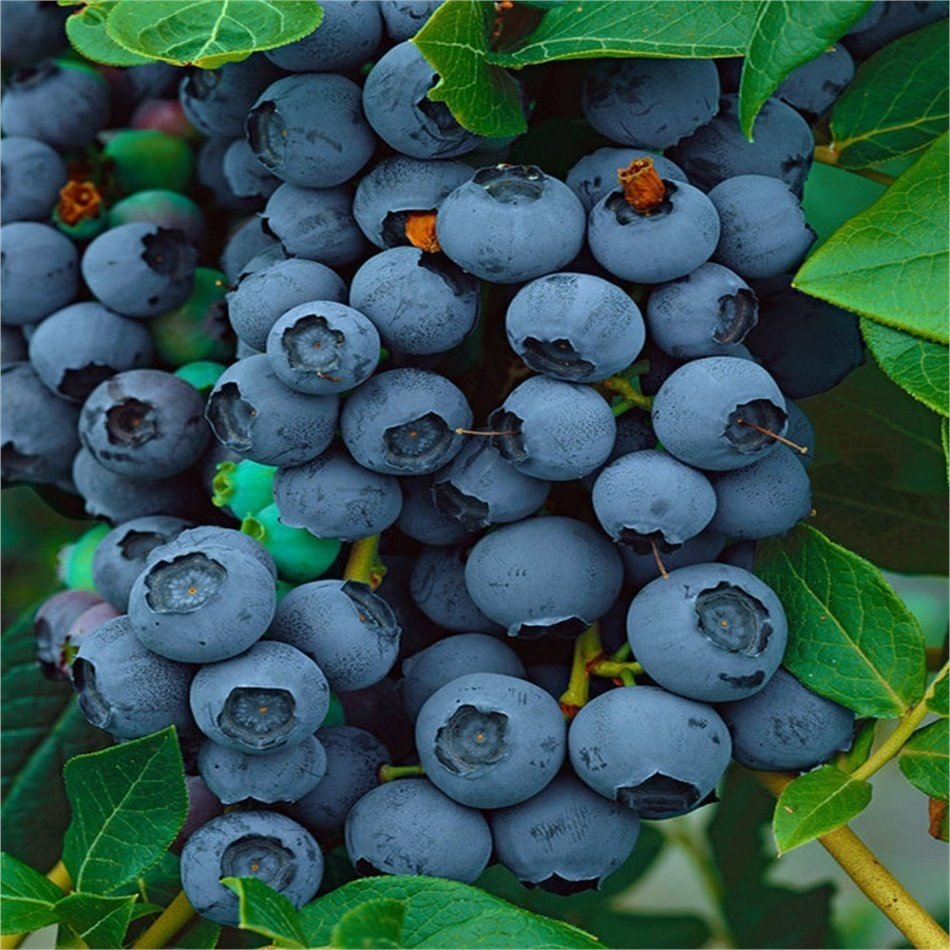 Tüplü Aroması Yüksek Brigitta Yaban Mersini Fidanı