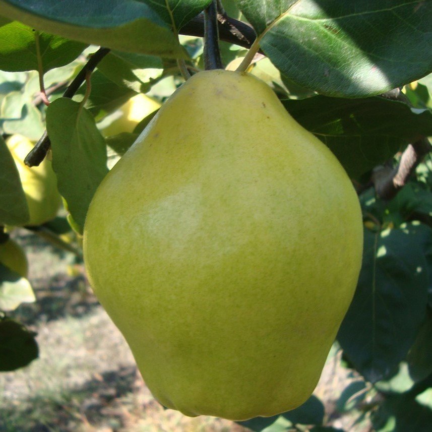 Tüplü Aşılı Bol Verimli Mayhoş Sulu Limon Ayvası Fidanı