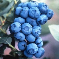 Tüplü Vitamin Kaynağı Oneal Yaban Mersini Fidanı