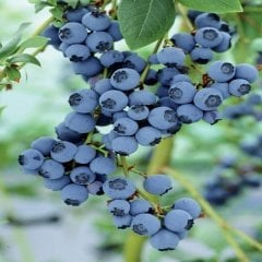 Tüplü Yüksek Verimli  Minsty Yaban Mersini Fidanı