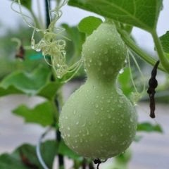 Doğal Calabash Süs (Su) Kabağı Tohumu (5 tohum)