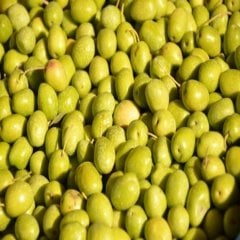 Akdeniz İncisi İri Boy Yeşil Sarıulak Zeytin (5 kg)