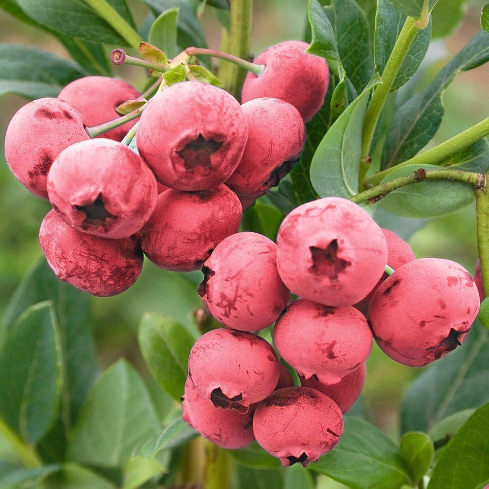 Tüplü Pembe Özel Çeşit Lemonede Yaban Mersini Fidanı