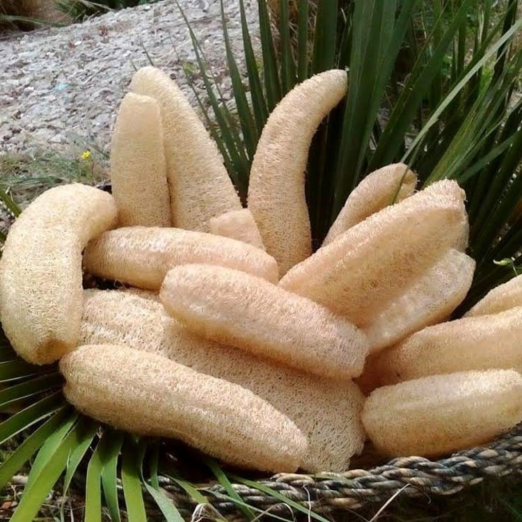Doğal Lif Sünger Kabağı Tohumu (5 tohum)