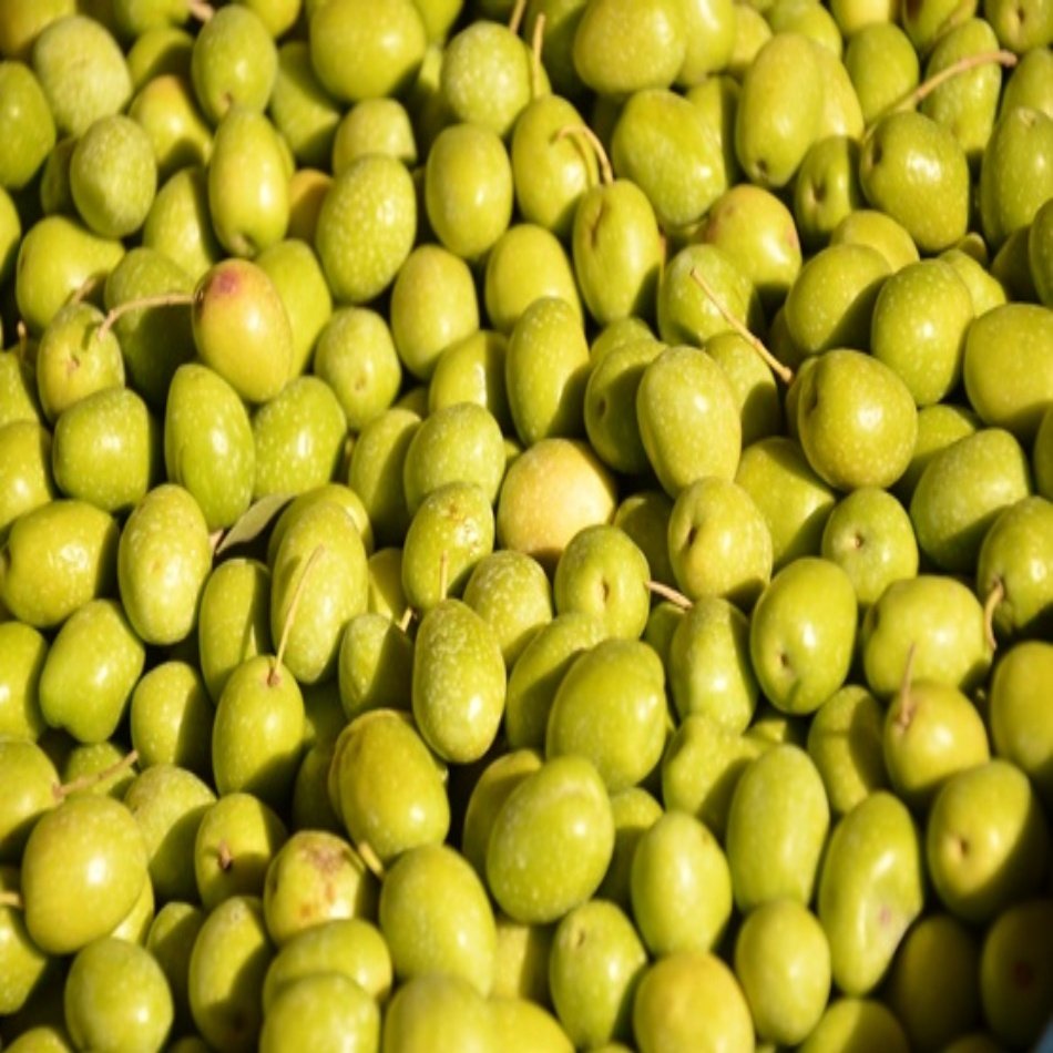 Akdeniz İncisi Orta Boy Yeşil Sarıulak Zeytin (5 kg)