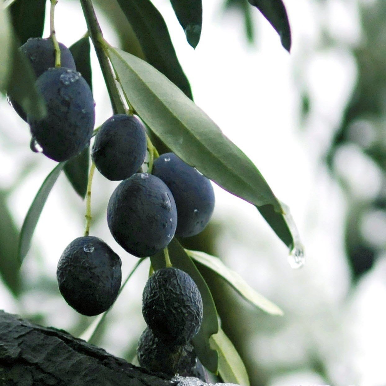 Naturel İri Boy Siyah Gemlik Zeytin (5 kg)