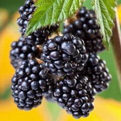 Tüplü Aromatik Verimli Dikensiz Bursa-3 Böğürtlen Fidanı