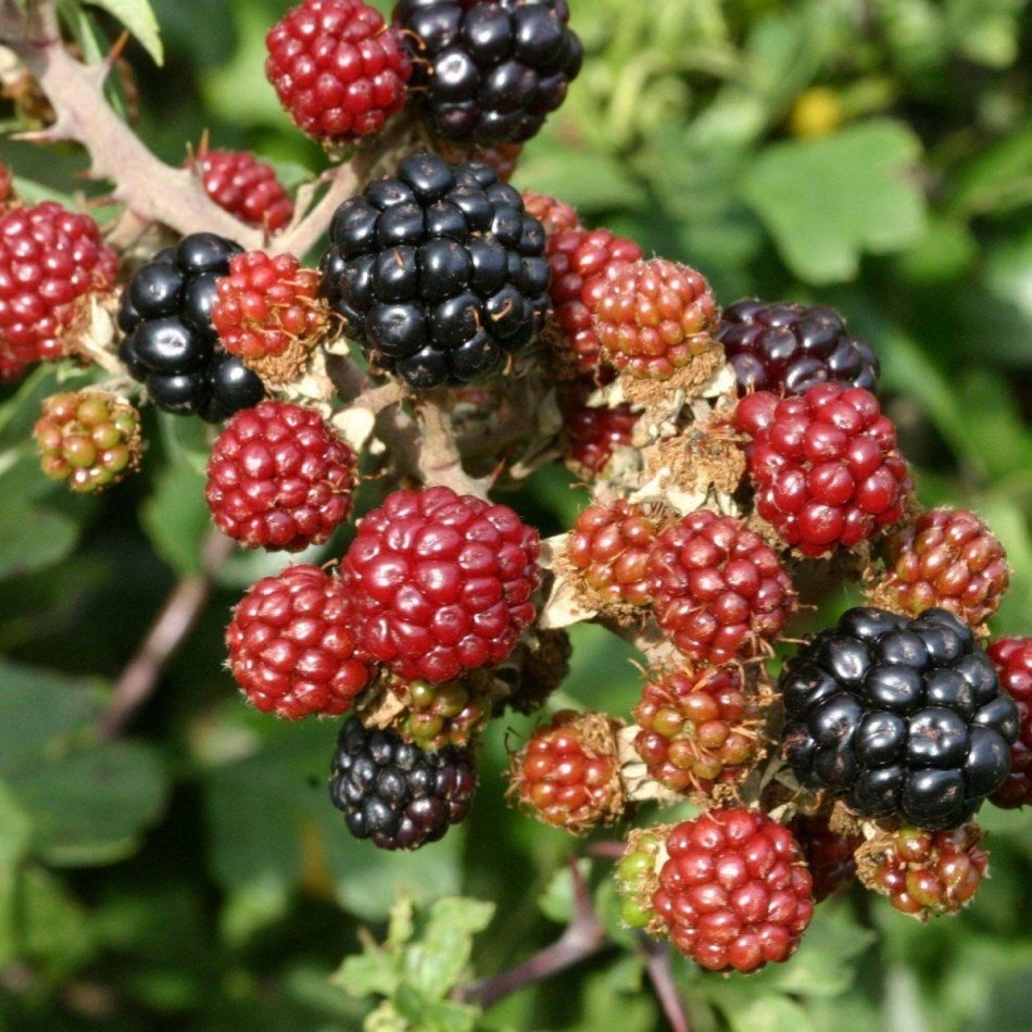 Tüplü Erkenci Verimli Aromatik Boysenberry Böğürtlen Fidanı