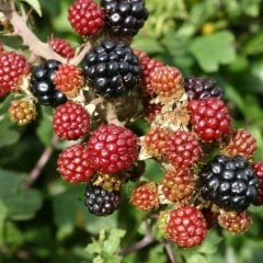 Tüplü Erkenci Verimli Aromatik Boysenberry Böğürtlen Fidanı