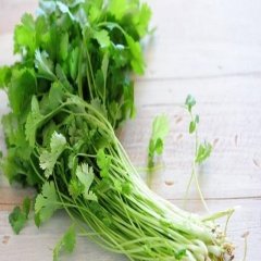 Kokar Kişniş Tohumu (Aşotu) 45 Tohum