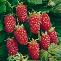 Tüplü Nadir Çeşit Aromatik Tayberry Böğürtlen Fidanı