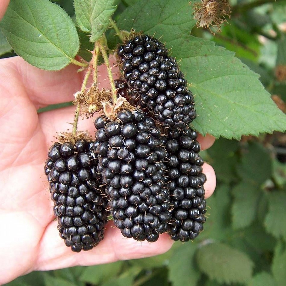 Tüplü Çok İri Meyveli Karaka Black Böğürtlen Fidanı
