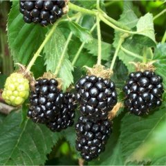 Tüplü Verimli Mayhoş Aromatik Brazos Böğürtlen Fidanı