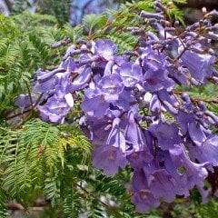 Tüplü Kokulu Jakaranda (Jacaranda) Fidanı (300-400 cm)
