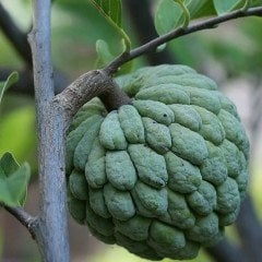 Nadir Çeşit Lezzetli Çerimoya Fidanı (70-120 cm)