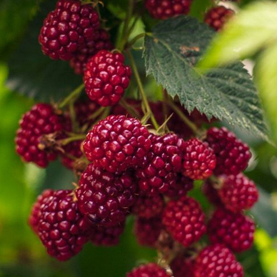 Tüplü Aromatik Ahududu Böğürtlen Melezi Loganberry Fidanı