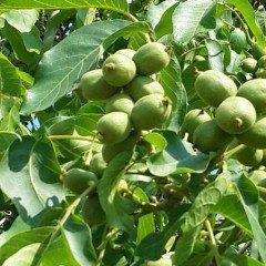 Tüplü Aşılı Bol Verimli Fernette Ceviz Fidanı
