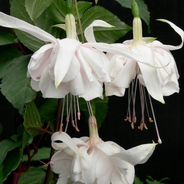 White King Süt Beyaz Küpeli Çiçeği Fidesi (2 adet)