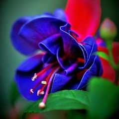 Gillian Althea Küpe Çiçeği Fidesi (2 adet)