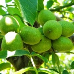 Tüplü Aşılı Bol Verimli Pedro Salkım Ceviz Fidanı