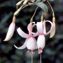 Fuchsita Polar Beyaz Küpeli Çiçeği Fidesi (2 fide)