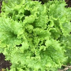 Geniş Yapıda Waldman's Green Marul Tohumu(90 tohum)