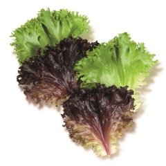 Kırmızı Salad Love Marul Tohumu (90 Tohum)