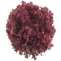 Red Kırmızı Kıvırcık Marul Tohumu (90 Tohum)