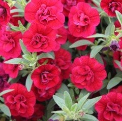 Calita Double Red Katmerli Cherry Calibrochoa Çiçeği Fidesi (2 adet)