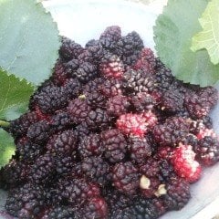 Tüplü Bol Verimli Aromatik Ekşi Kara Dut Fidanı 60-100 cm