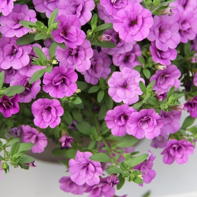 Calita Pembe Katmerli Double Pink Calibrochoa Çiçeği Fidesi (2 adet)