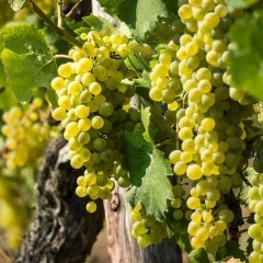 Tüplü Şaraplık Chardonnay Çavuşu Üzüm Fidanı
