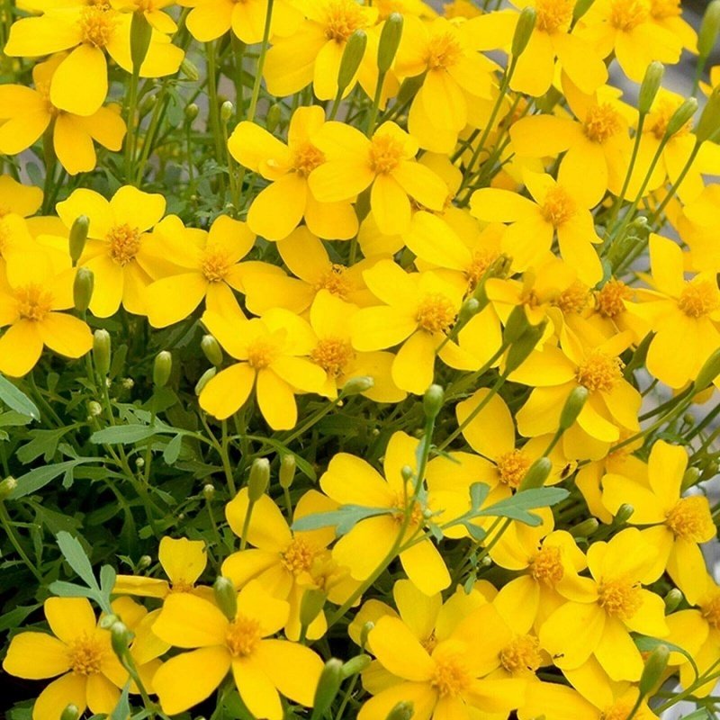 Tagetes Lucida Sarı Meksika Nanesi Tohumu (30 tohum)