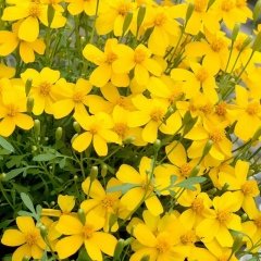 Tagetes Lucida Sarı Meksika Nanesi Tohumu (30 tohum)
