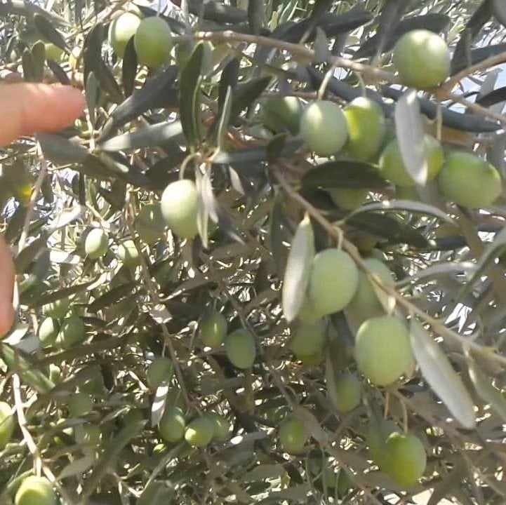 Tüplü Bol Verimli Çil Topak Tavşan Yüreği Zeytin Fidanı