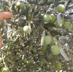 Tüplü Bol Verimli Çil Topak Tavşan Yüreği Zeytin Fidanı