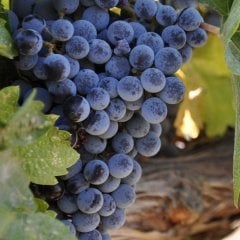 Tüplü Meşhur Şaraplık Cabernet Sauvignon Üzüm Fidanı